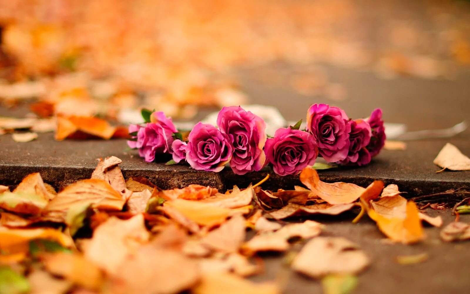 Осенние розы. Осень цветы. Розы фон. Сентябрьские цветы. Фото красивых обложек