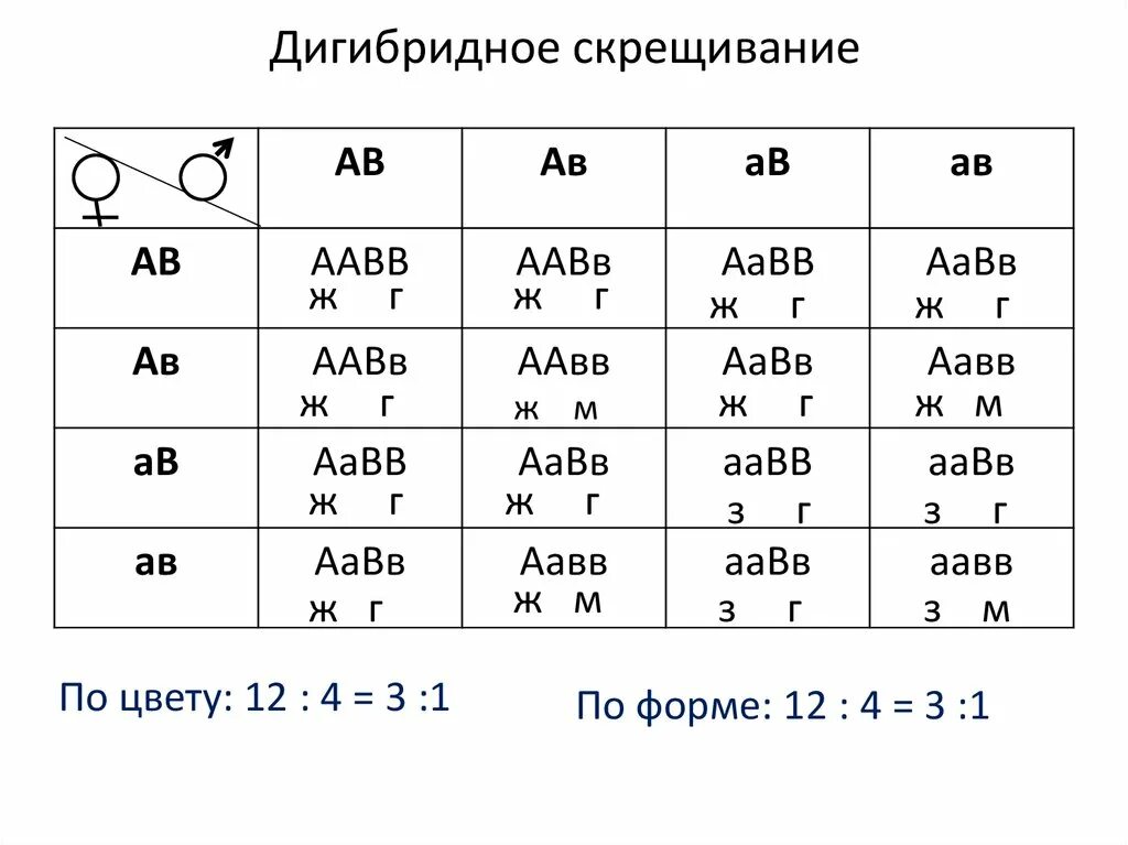 Сколько генотипов образуется при анализирующем скрещивании дигетерозиготы. Таблица скрещивания дигетерозигот. Решётка Пеннета для дигибридного. Решетка Пеннета дигибридное скрещивание. Генетика таблица скрещивания дигибридное.