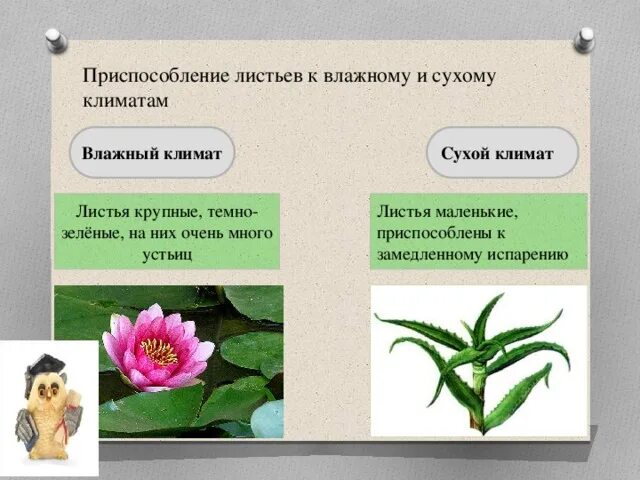 Выберите признаки приспособленности алоэ к недостатку влаги. Приспособления растений. Приспособления растений к влаге. Приспособление растений к влажности. Приспособление листьев влажного климата.