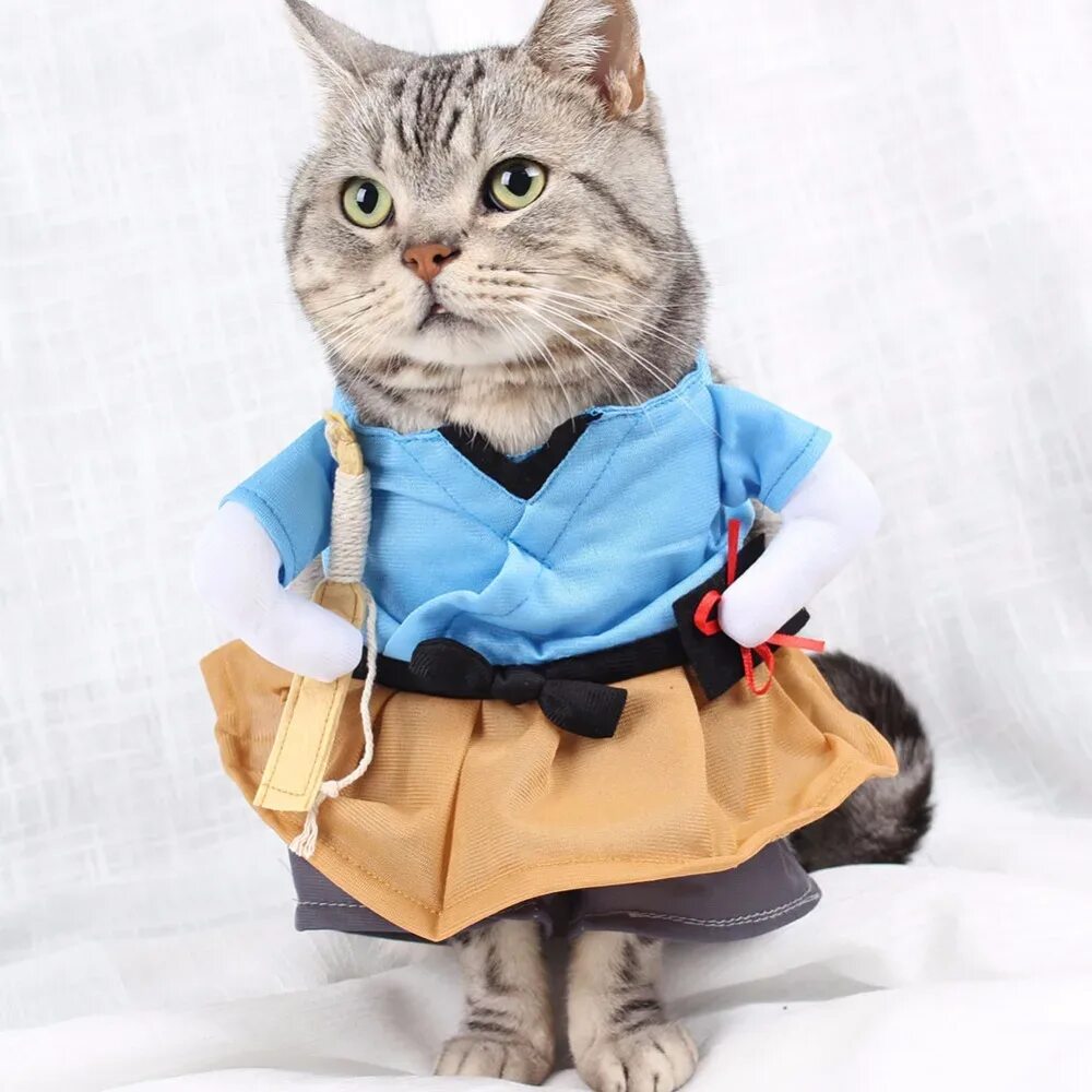 Кошечка с одеждой. Одежда для кошек. Костюм кошки. Кот в костюме. Костюмчики для котов.