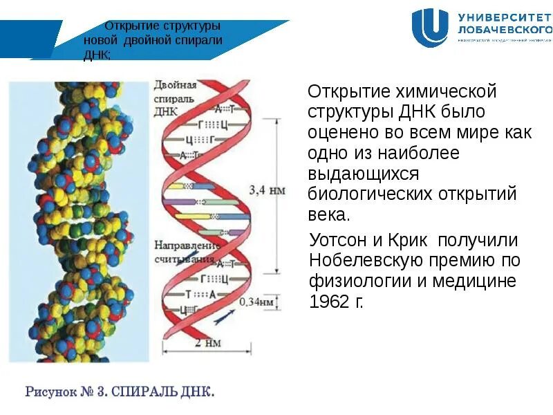 Выпуск днк 20.02. Открытие структуры новой спирали ДНК. Структура ДНК 1953. Двойная спираль ДНК Уотсона и крика. История открытия ДНК строения.