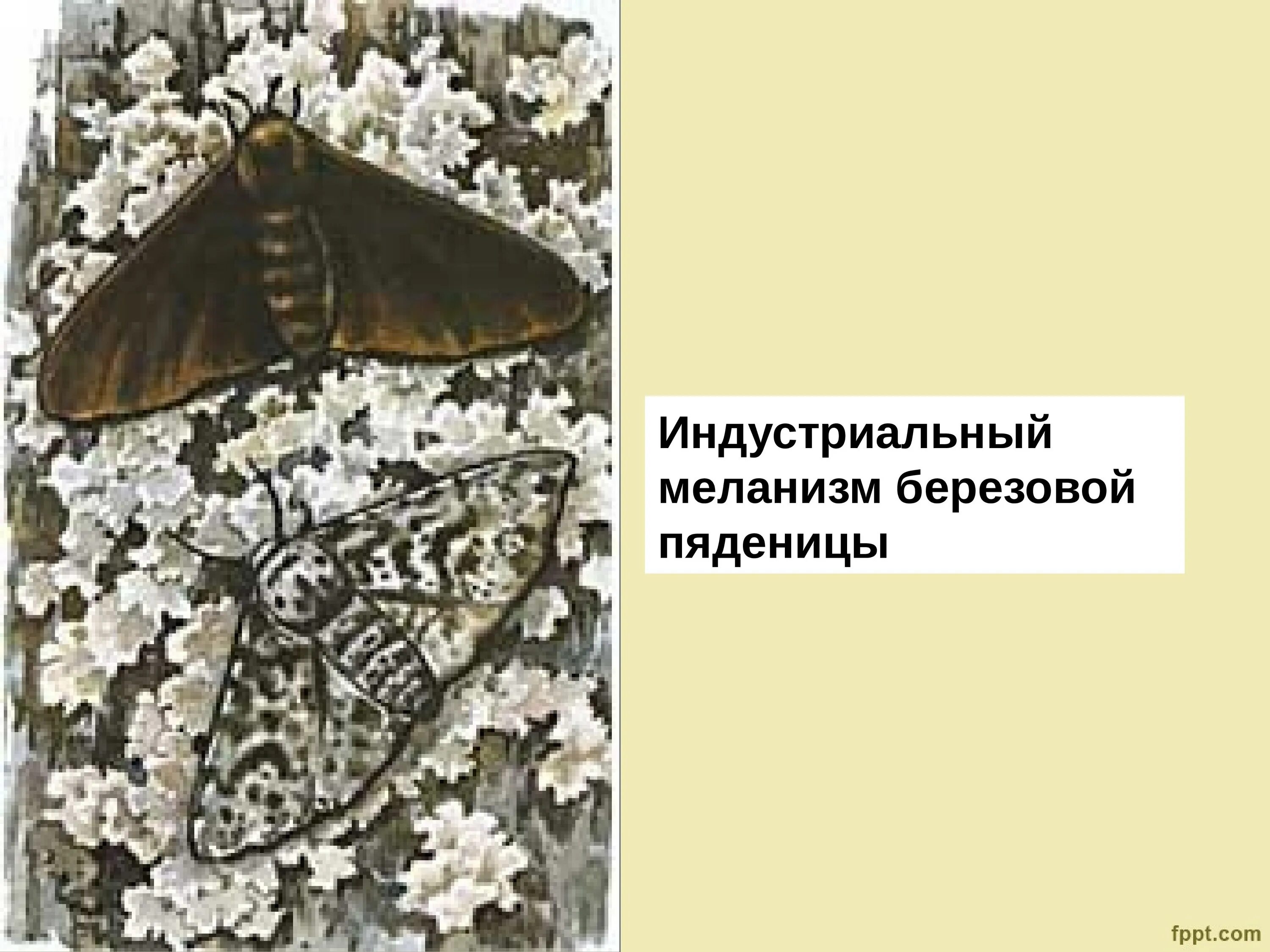 Березовая пяденица естественный отбор. Мутация березовой пяденицы. Индустриальный меланизм бабочки березовой пяденицы. Березовая пяденица естественный отбор. Березовая пяденица движущий отбор.