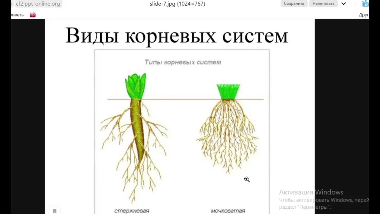 Видео корневых. Корневые системы ЕГЭ. Корневые системы ЕГЭ биология. Видоизменения корня ЕГЭ. Рисунок корневые системы ЕГЭ.