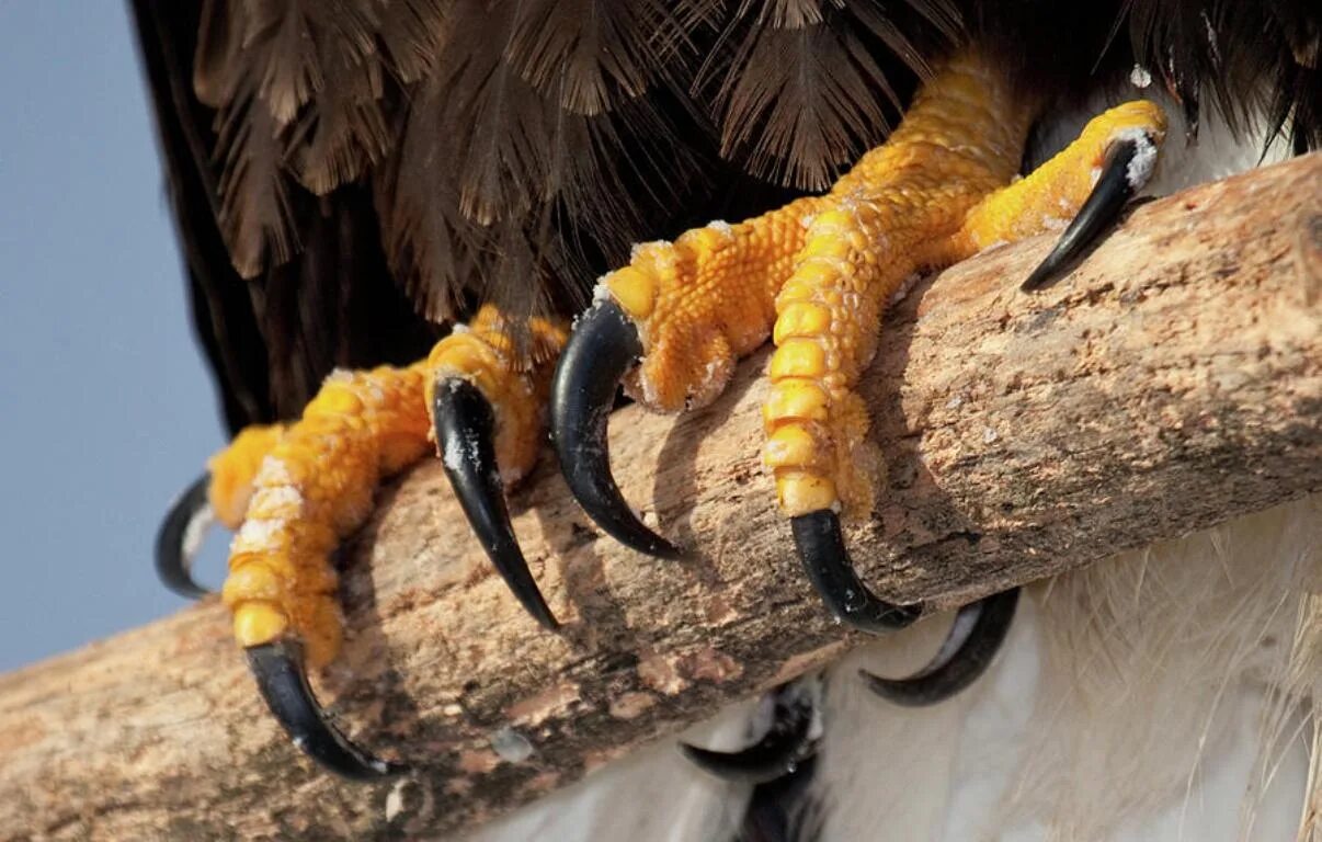 Когти хищных. Когти стервятника. Ноги хищных птиц. Когти птицы. Когти хищных.