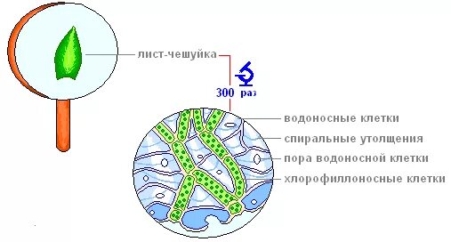 Водоносные клетки в листьях имеет. Кукушкин лен строение клетки. Строение клетки Кукушкина льна. Строение листа мха сфагнума. Клетки листа Кукушкина льна.