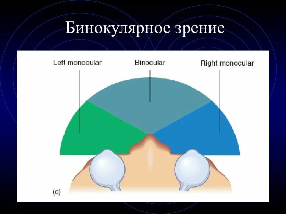 Бинокулярное изображение. Бинокулярное зрение. Бинокулярное зрение картинки. Бинокулярное зрение лекция. Бинокулярное зрение у мужчин.