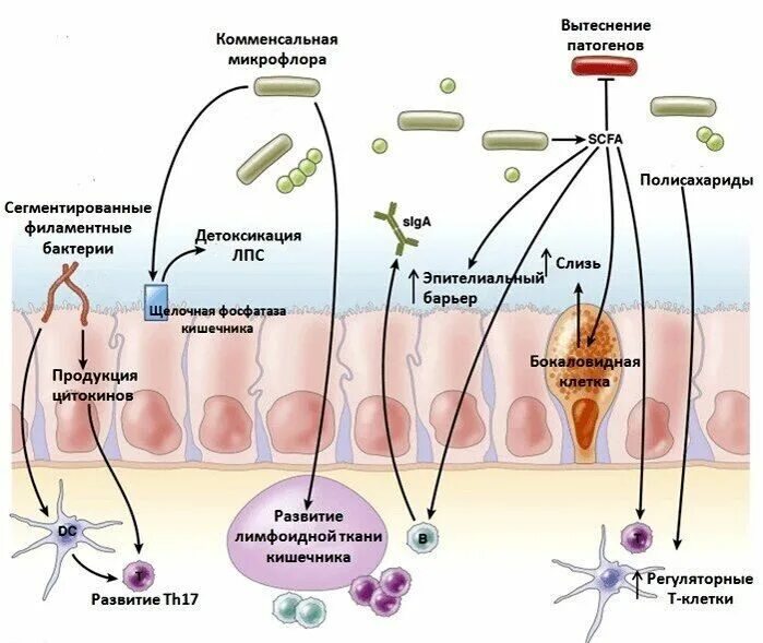 Детоксикационная функция микрофлоры. Микробиота и иммунная система. Микробиота кишечника и иммунитет. Микробиота и иммунитет человека. Иммунные клетки кишечника
