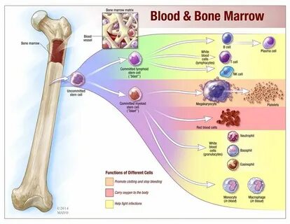 Bone marrow