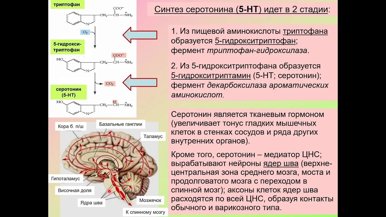 Серотонин в цнс. Место синтеза серотонина в организме. серотонин гормон физиология. синтез триптофана. синтез серотонина в организме.