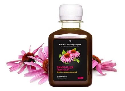 Отвар эхинацеи
