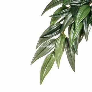 Plant ex