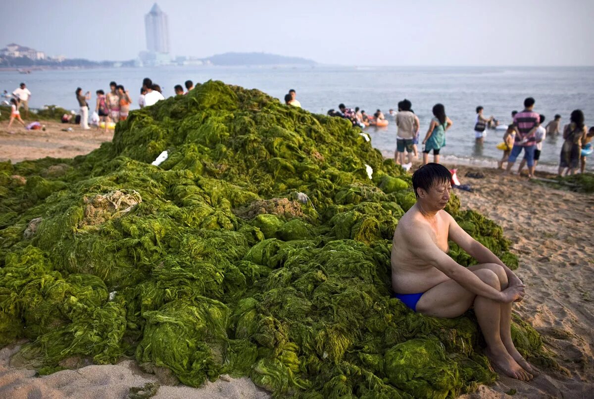 Вредные водоросли. Зеленые водоросли в Циндао. Окинава японцы водоросли. Водоросли Китай. Пляж в Китае.