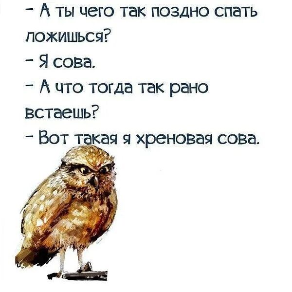 Как ответить на вопрос спишь. Приколы про сов и Жаворонков. Вот такая я хреновая Сова. Сова проснулась. Я Сова.