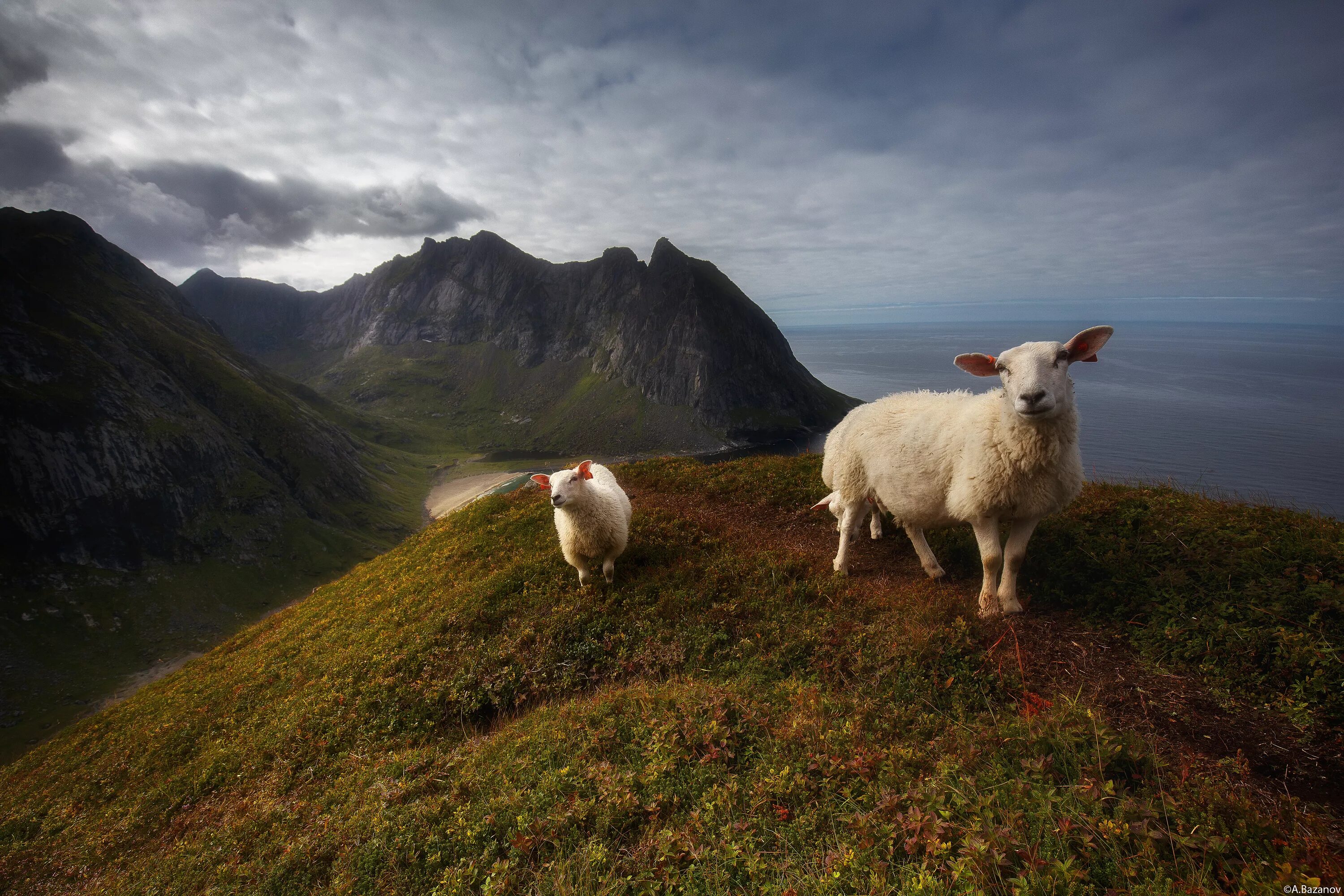 овцеводство на северном кавказе. уэльский ягненок англии. овцы на лугу. овцы на горе. овцеводство в горах кавказа.