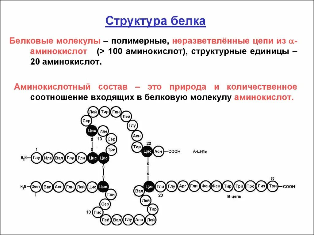 Схемы белков. Белки строение структуры белковых молекул. Структура белка аминокислоты. Строение молекулы белка структуры. Строение и структура белковой молекулы.