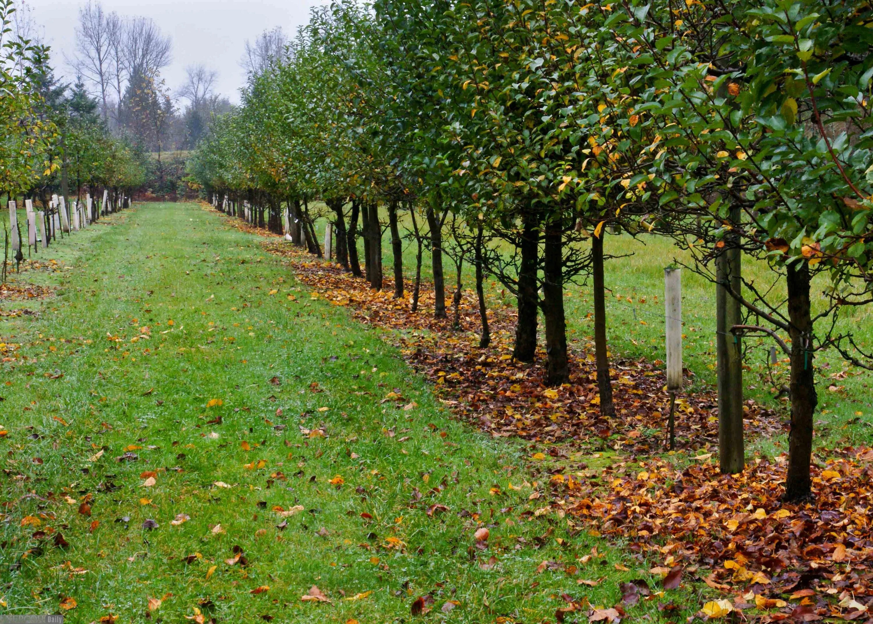 Деревья для ландшафта. Плодовые деревья для сада. Площадь фруктового сада. Яблоня лодель. Липа мелколистная аллея.