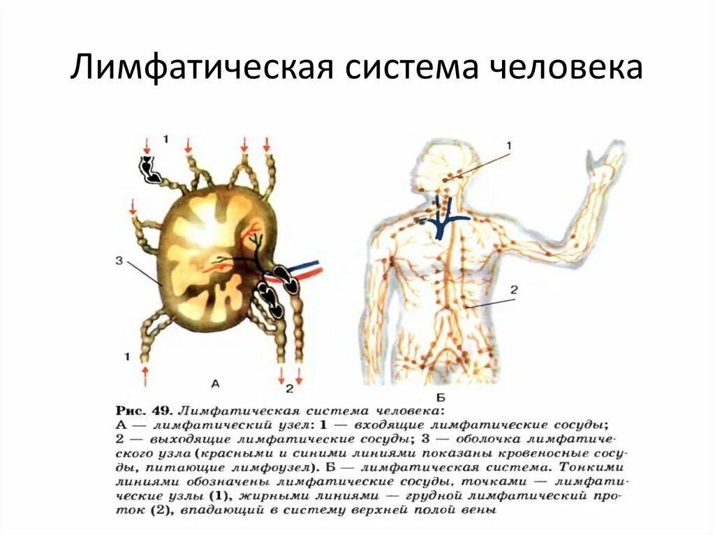 Лимфатическая система человека рис 61. Лимфа в организме человека схема. Биология. Схема лимфатической системы.. Строение лимфатической системы анатомия. Рисунок лимфатической системы