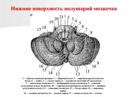 Полушарие мозжечка