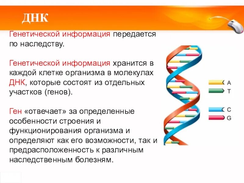 Хранит и передает наследственную информацию