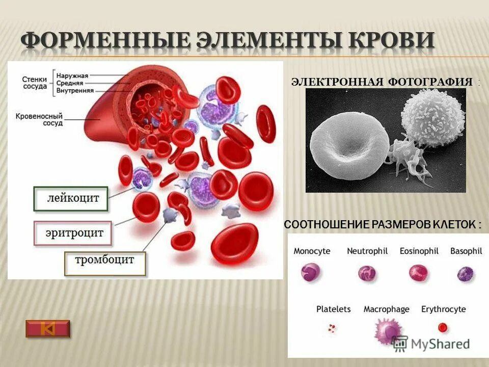 Место разрушения клеток крови