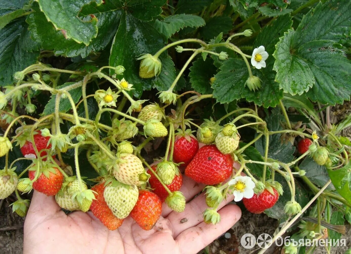 клубника альба ремонтантная. земляника садовая ремонтантная гирлянда. семена клубники гирлянда. земляника сорт гирлянда. земляника гирлянда.