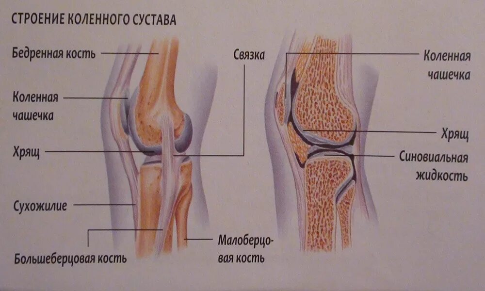 Коленный сустав анатомия человека. Коленный сустав анатомия строение кости. Коленный сустав анатомия строение рисунок. Связки коленного сустава анатомия.