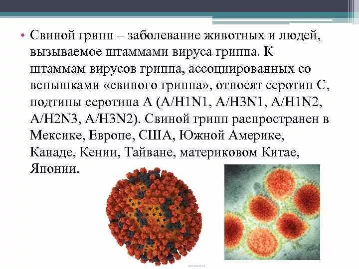 Заболевания вызываемые вирусами грипп. Патогенез гриппа а (h1n1). штамм вируса гриппа h1n1. вирус свиного гриппа (h1n1).