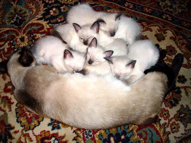 Сколько обычно котят у кошки. Сиамский котенок 1 месяц. Кошки вынашивают котят. Беременность у сиамских кошек. Сиамская кошка котенок.