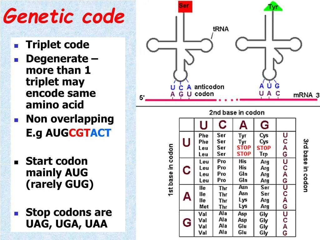 Genetic code. Genetic code Table. Genetics code. Ауг кодон.