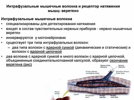Параллельное положение относительно экстрафузального мышечного волокна занимают