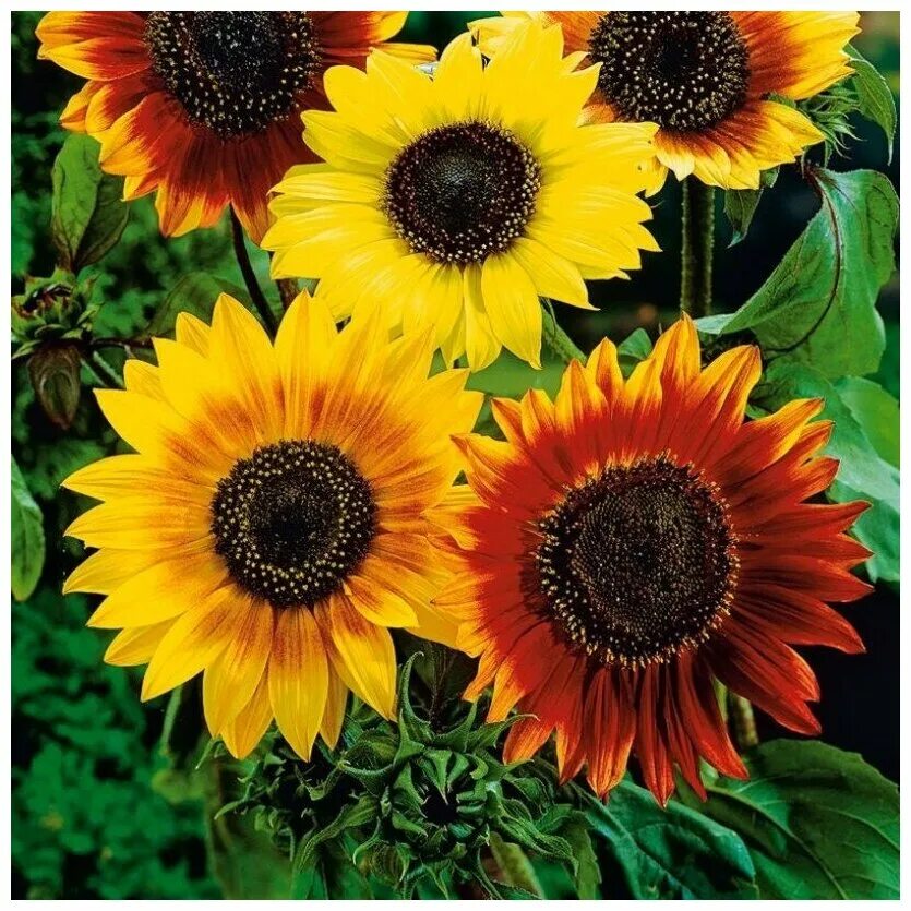 фортуна гибрид подсолнечника. корень подсолнуха. подсолнух отзывы. подсолнух отзывы. подсолнух кримсон.