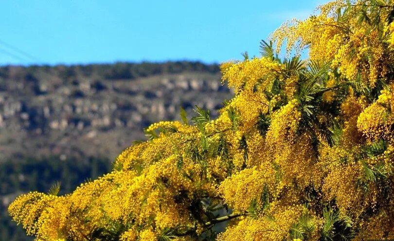 Цветение мимозы в сочи. Мимоза акация абхазия. Акация мимоза желтая. Мимоза в крыму. Мимоза штамбовая.