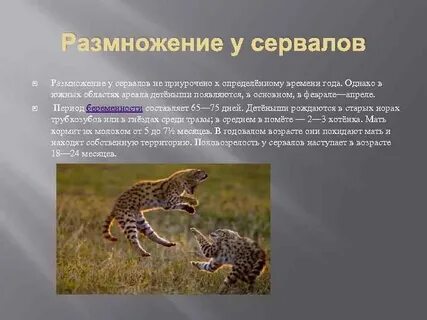 Укажите среду обитания животного в период размножения