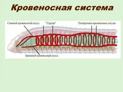 Кольчатые черви количество кругов кровообращения