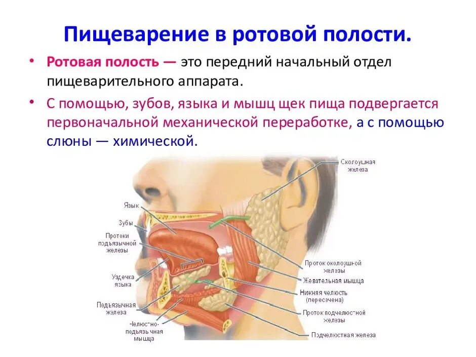 Полость рта положение. Слюнные железы биология 8 класс. Пищеварительная система человека ротовая полость слюнные железы. Процесс пищеварения в ротовой полости. Пищеварение в ротовой полости физиология.