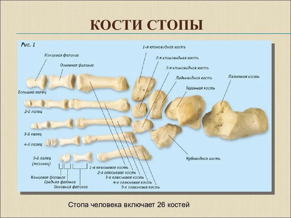 Фаланги стопы. Плюсневая кость стопы анатомия. Кубовидная кость анатомия. Кости плюсны анатомия. Кости пальцев стопы анатомия.