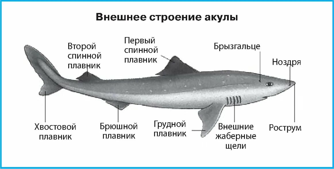 Класс хрящевые рыбы особенности внешнего строения. Класс хрящевые рыбы внешнее строение. строение хрящевой рыбы схема. хрящевые рыбы строение. внешнее строение белой акулы.