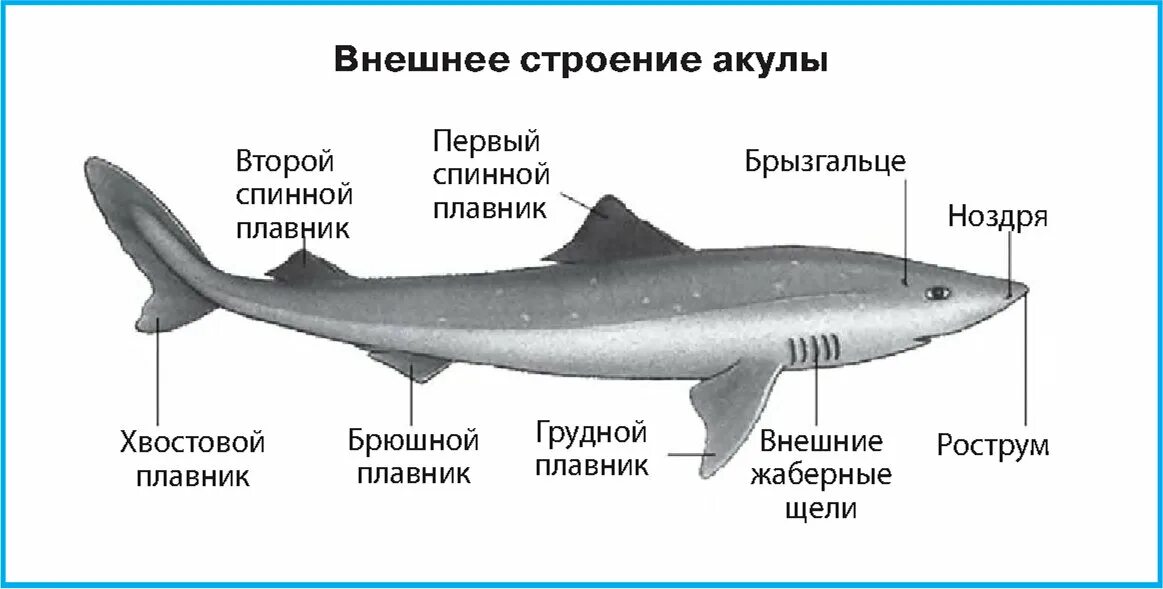 Класс хрящевые рыбы внешнее строение. Схема строения хрящевых рыб. Внешнее строение белой акулы. Хрящевые акулы.