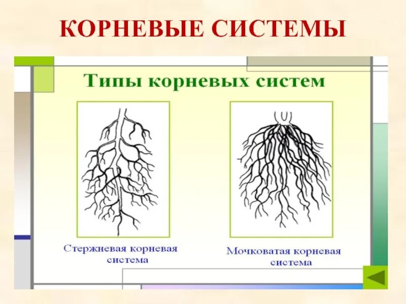 Стержневая корневая система состоит из. Стержневая и мочковатая корневая система таблица. Стержневая и мочковатая корневая система. Схема мочковатой корневой системы. Таблица стержневая и мочковатая корневые системы ответы.