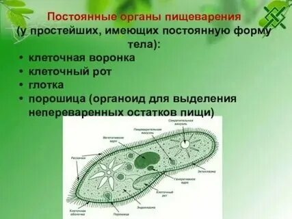 Органы пищеварения у простейших таблица