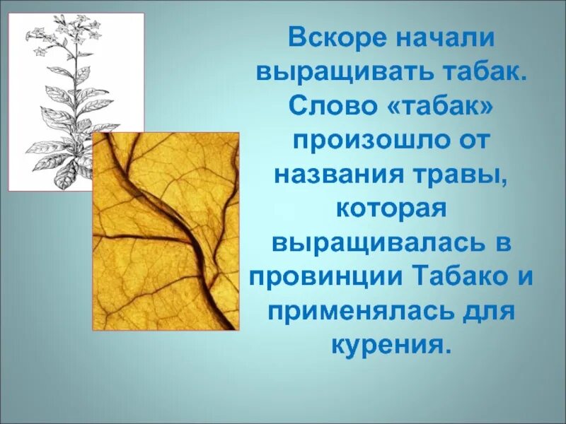 Слово табака. Откуда произошло слово работа. Слово табака. Слово табака. Значение слова курева.