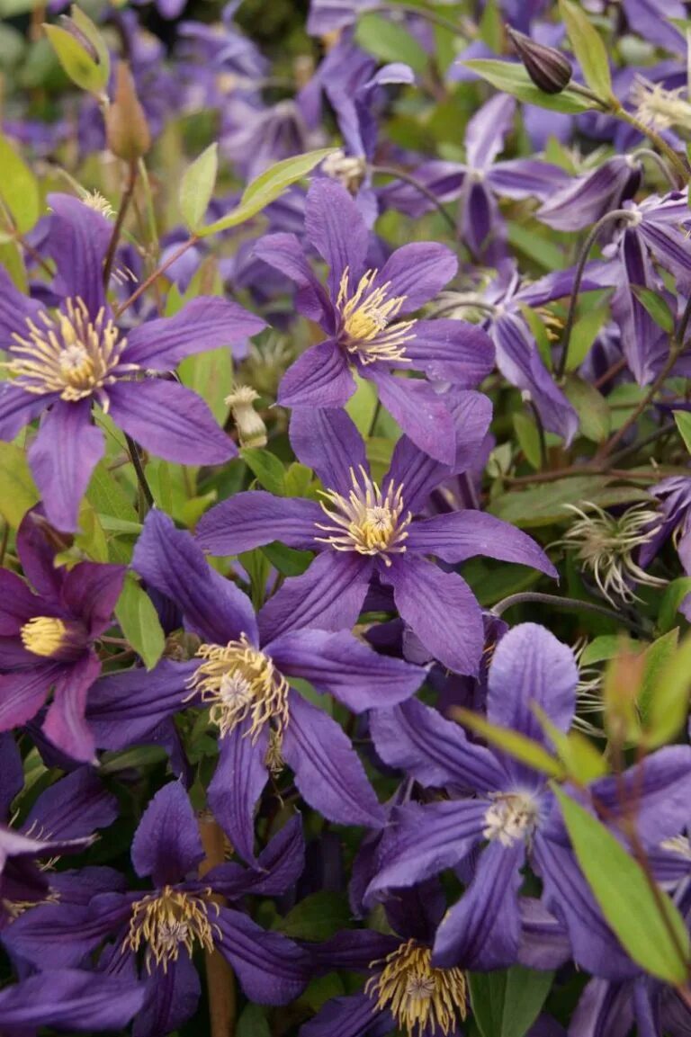 Клематис интегрифолия. Клематис ривер описание. Клематис хадсон ривер. Клематис ботанический стар ривэ. Клематис дороти валтон.