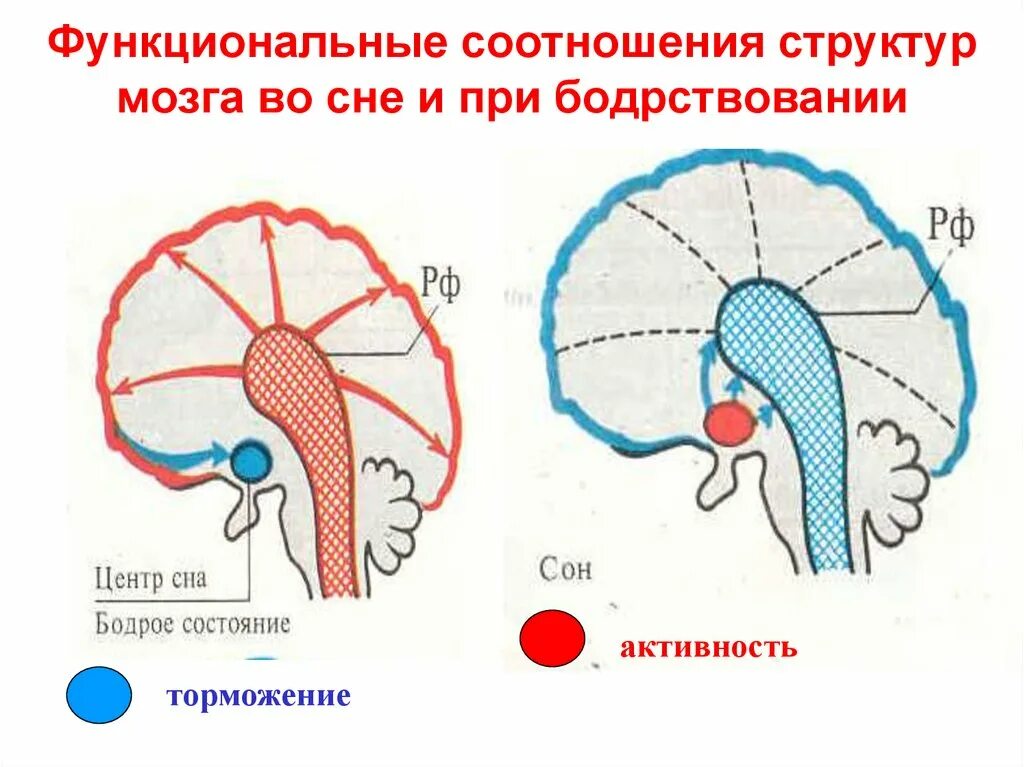 Во время деятельность мозга. Соотношение сна и бодрствования. Активность мозга во время сна. Деятельность мозга во сне. Структуры и функциональные соотношения сна и бодрствования.