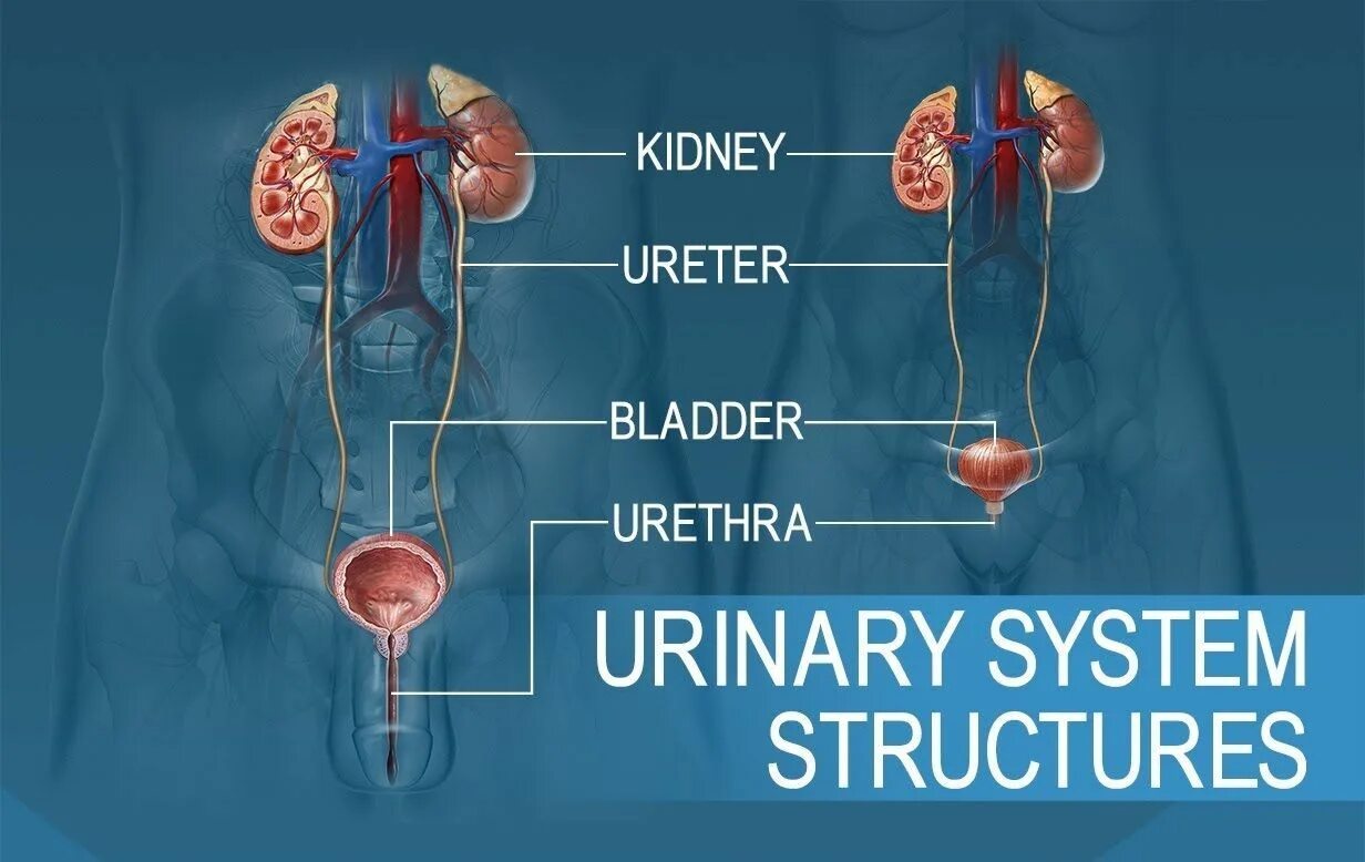 Urinary system. Мочеполовая система человека. Выделительная система человека. Urinary System structure.