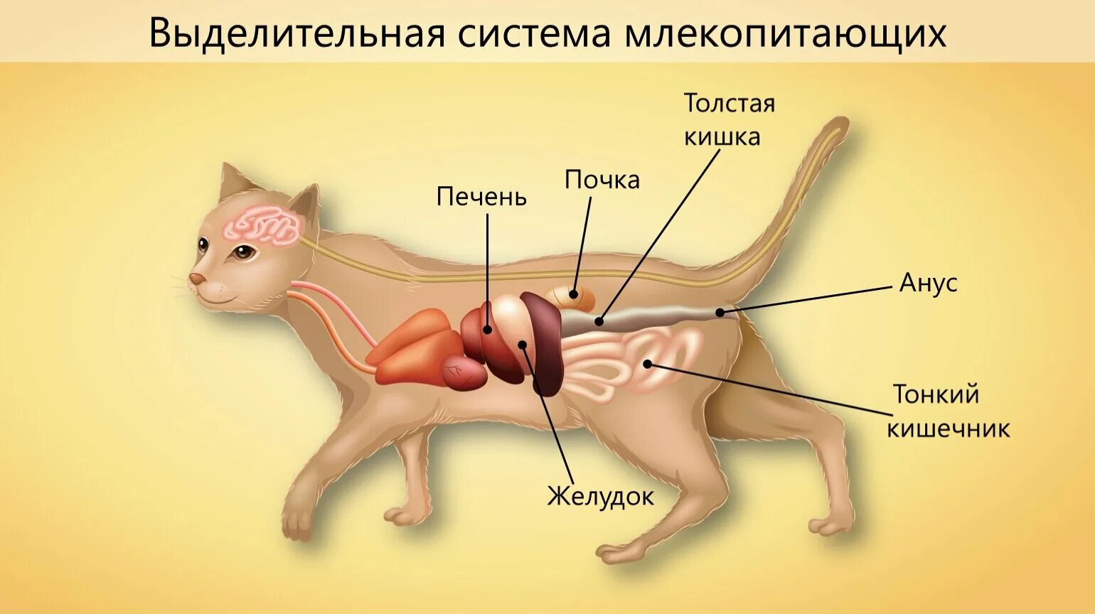 Внутреннее строение животных органы. Строение выделительной системы млекопитающих. выделительная система млекопитающих егэ. строение пищеварительной системы кота. выделительная система млекопитающих 7.