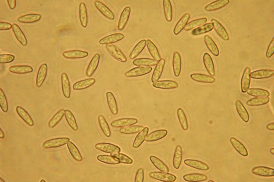 Polyporus tuberaster UIA spores. Фото на сайте "Грибы Калужской области"