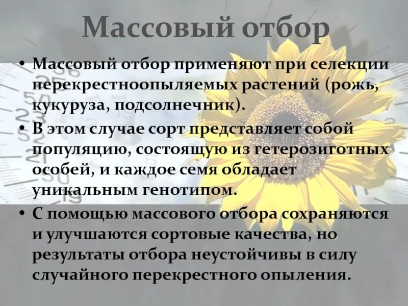 Массовый отбор гибридов. Массовый отбор. Массовый отбор в селекции растений. Методы селекции массовый отбор. Массовый отбор примеры.