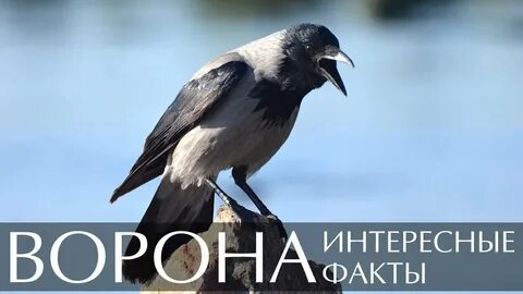 Ворон вопрос ответ