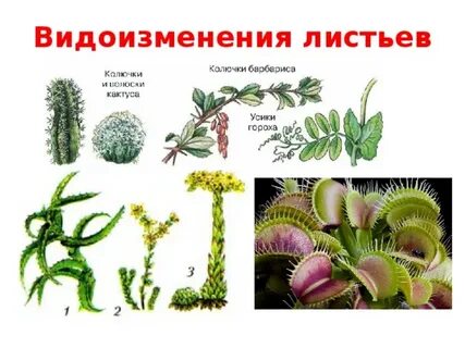 Как называются видоизмененные листья