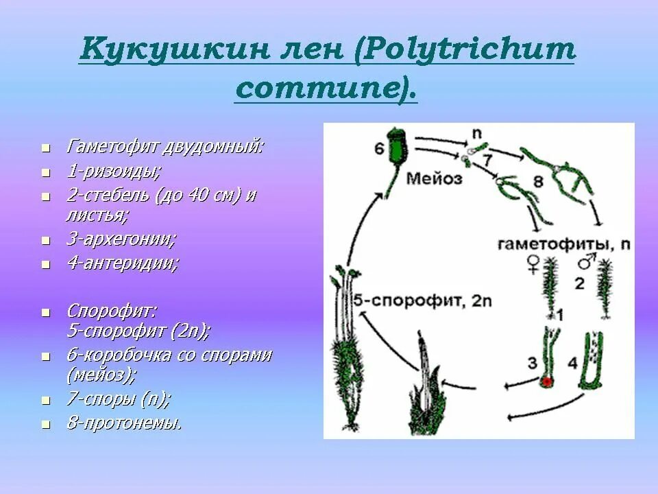 Цикл развития моховидных схема. Гаплоидные и диплоидные стадии развития мха. Плоидность коробочки. Жизненный цикл папоротника щитовника мужского. Жизненный цикл мха кукушкин лен егэ.